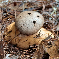 Myriostoma australianum