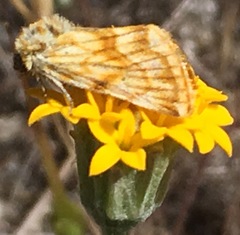 Xanthothrix neumoegeni