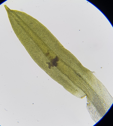 Trichostomum brachydontium