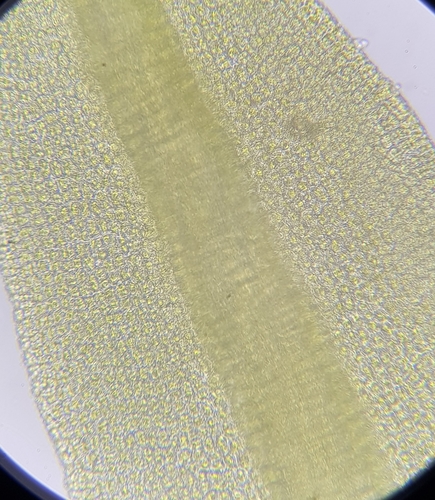 Image of Trichostomum brachydontium by (c) Helen Waterman, some rights reserved (CC BY)