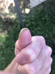 Catopsilia gorgophone