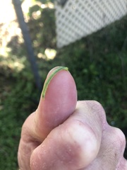 Catopsilia gorgophone