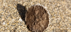 Neurada procumbens