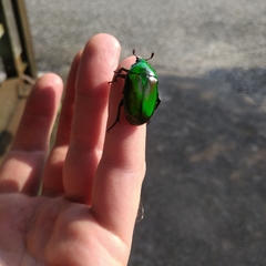 Rhomborhina unicolor