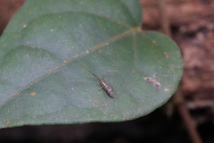Paronellidae