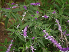 Salvia leucantha