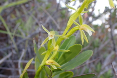 Megastylis rara