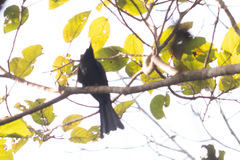 Dicrurus andamanensis