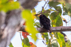 Chrysococcyx xanthorhynchus