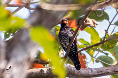 Chrysococcyx xanthorhynchus