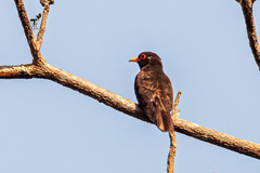 Chrysococcyx xanthorhynchus