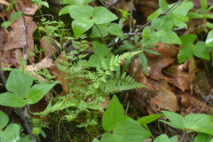 Cystopteris tenuis