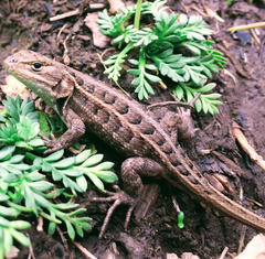 Plateau Bunchgrass Lizard photo 2