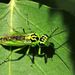 Rhogogaster viridis - Photo 由 Ramunė Vakarė 所上傳的 (c) Ramunė Vakarė，保留部份權利CC BY-NC-SA