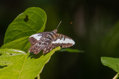 Parthenos sylvia roepstorfii