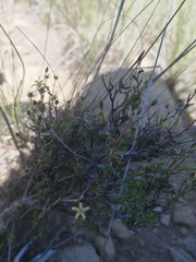 Wahlenbergia nodosa
