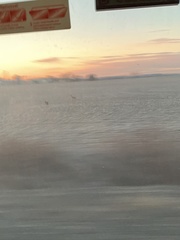 Odocoileus virginianus borealis