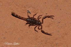 Ananteris balzanii