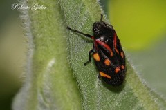 Isozulia christenseni