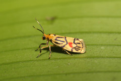 Prepiella aurea