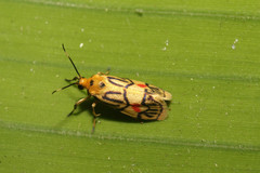 Prepiella aurea