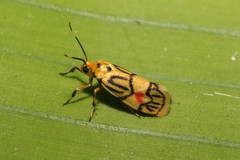 Prepiella aurea