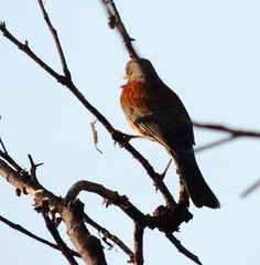 Turdus rufopalliatus
