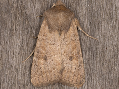 Protorthodes rufula