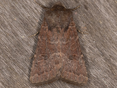 Protorthodes rufula