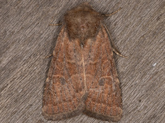 Protorthodes rufula