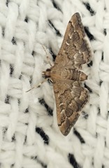 Nacoleia rhoeoalis