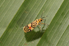 Prepiella aurea