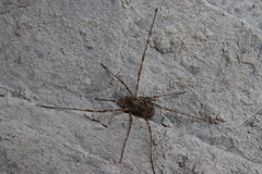 Dasylobus graniferus