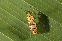 Prepiella aurea