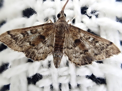 Nacoleia rhoeoalis
