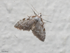 Nola triquetrana