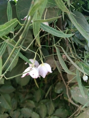 Oxystelma esculentum