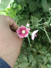 Oxystelma esculentum