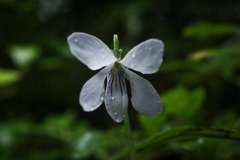 Viola tashiroi