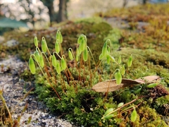 Ptychostomum capillare