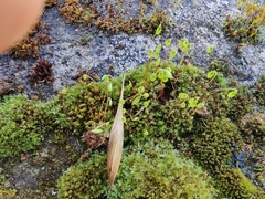 Ptychostomum capillare