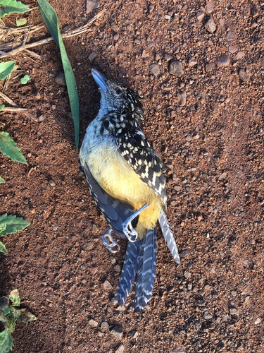 Perlenmantel-Ameisenwürger (Hypoedaleus guttatus)