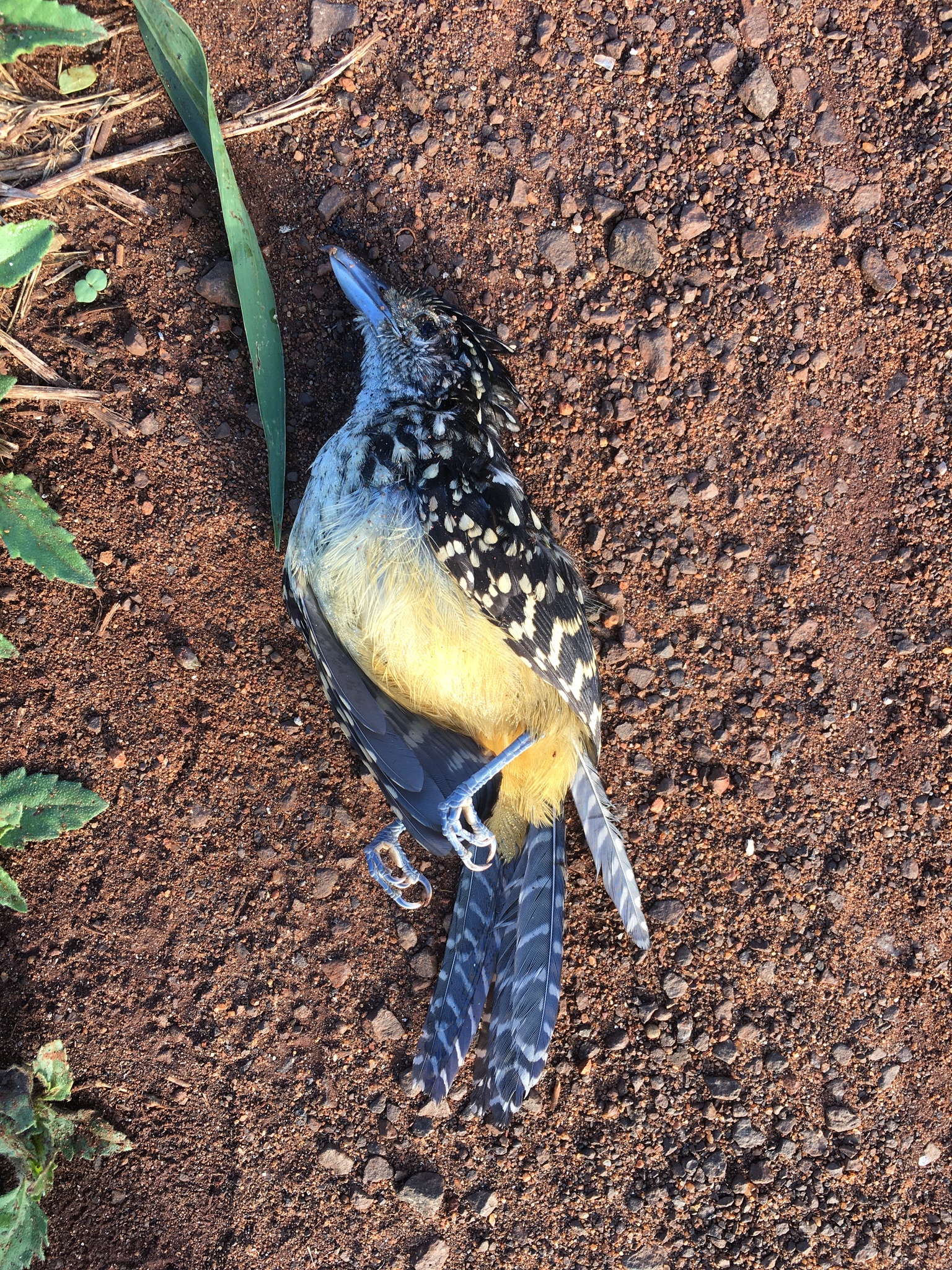 Spot-backed Antshrike (Hypoedaleus guttatus)