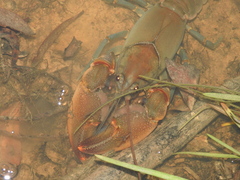 Cherax depressus