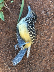Hypoedaleus guttatus