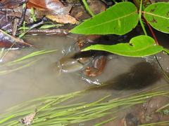 Cherax depressus