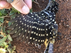 Hypoedaleus guttatus