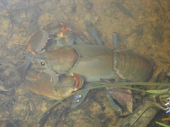 Cherax depressus