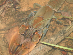 Cherax depressus