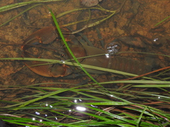 Cherax depressus